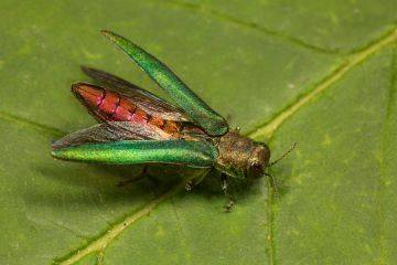 green and red adult emerald ash borer beetle on leaf